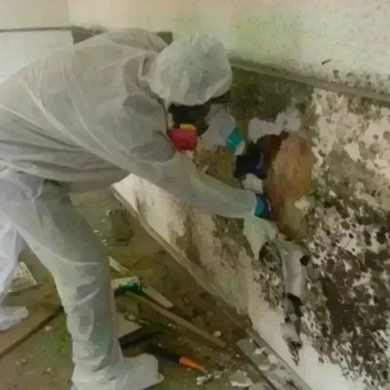 Mold Remediation and Removal in West Feliciana Parish, LA